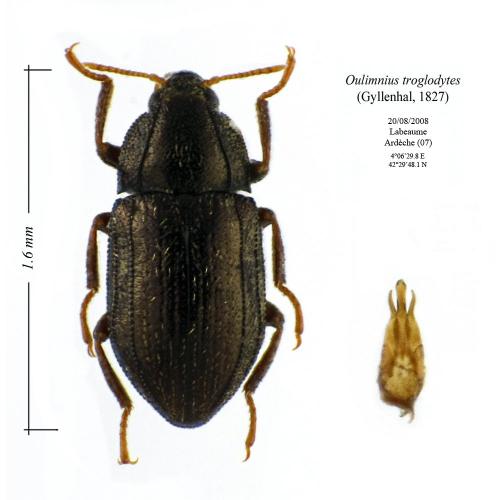 Oulimnius troglodytes