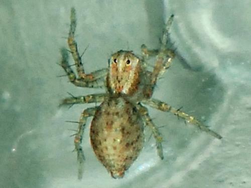 Réf. 93 032 : Oxyopes sp.