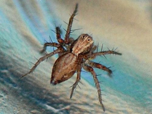 Réf. 93 313 : Oxyopes sp.