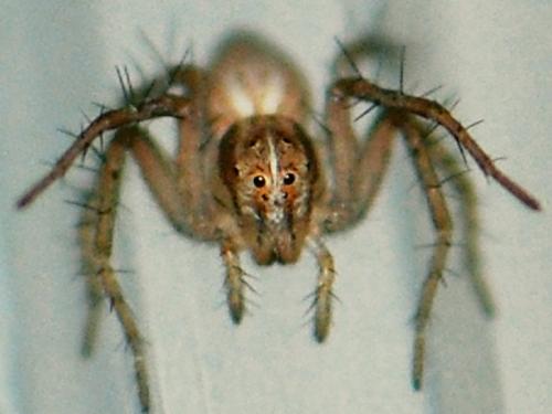 Oxyopes sp.