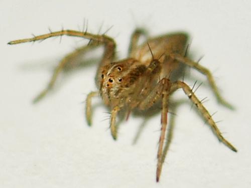 Oxyopes sp.