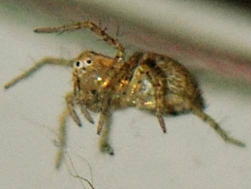 Oxyopes sp.