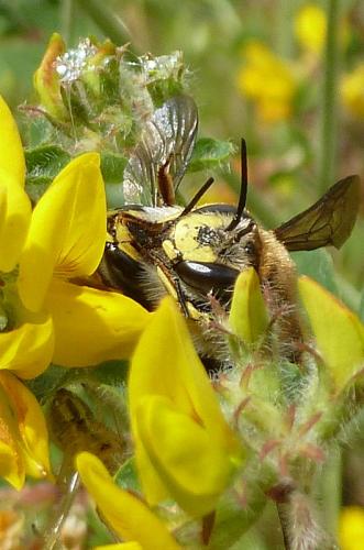 Anthidium manicatum