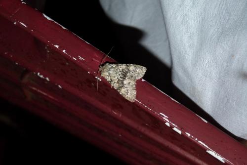 Polymixis sp.