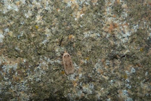 Agonopterix propinquella
