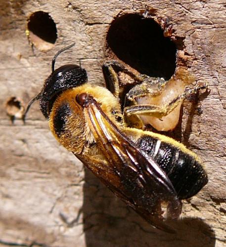Megachile sculpturalis