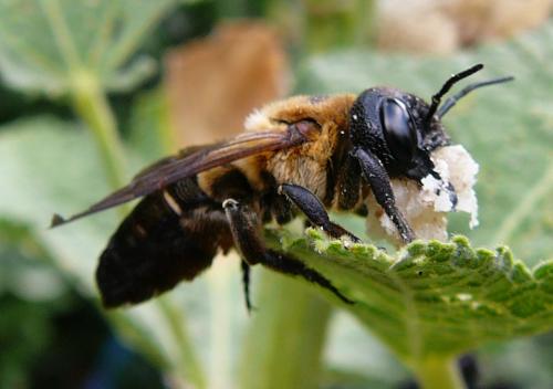 Megachile sculpturalis