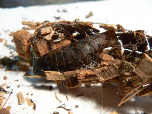 Deilephila elpenor
