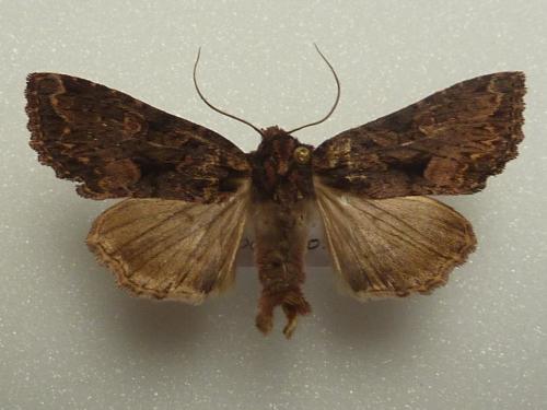 Mniotype satura
