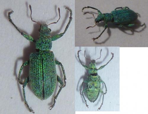 Polydrusus planifrons