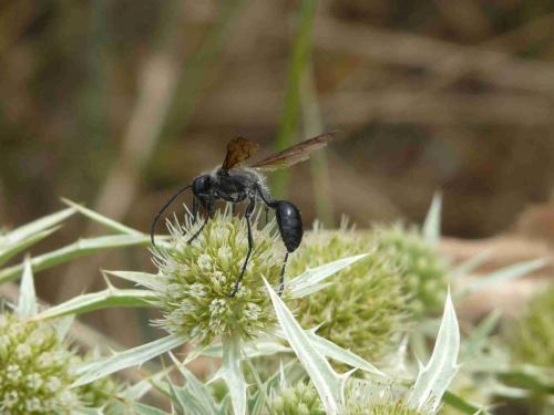 Isodontia mexicana