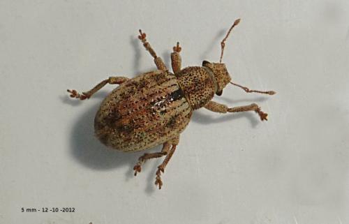 Réf. 93 498 : Strophosoma melanogrammum