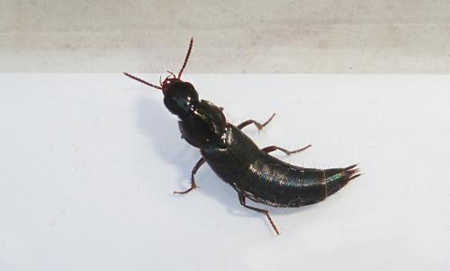Réf. 93 606 : Quedius sp.