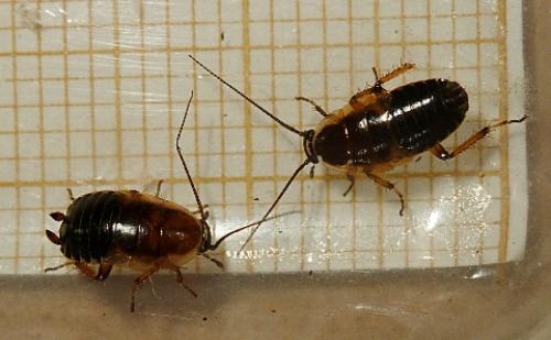 Réf. 93 944 : Ectobius sp.