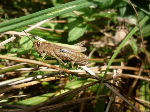 Chorthippus dorsatus dorsatus