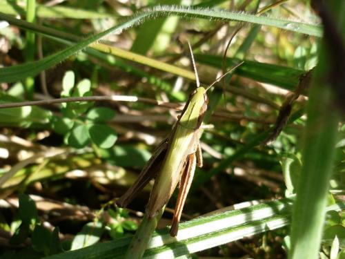 Chorthippus dorsatus dorsatus