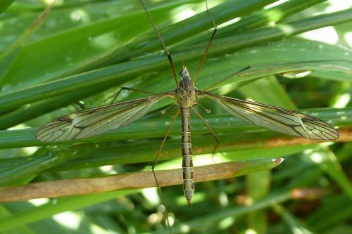 Tipula sp.