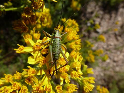Réf. 93 406 : Ephippiger diurnus diurnus