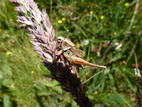 Metrioptera saussuriana