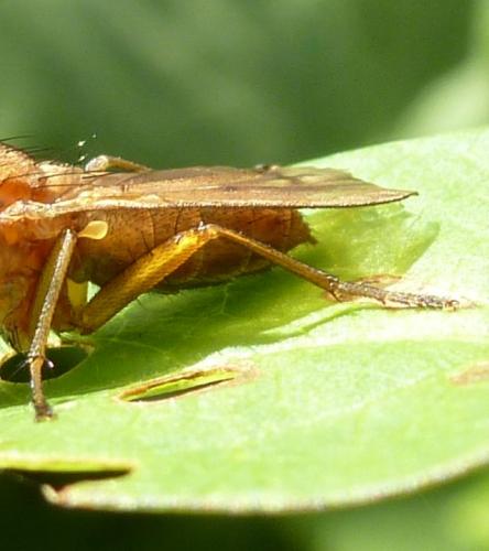 Tetanocera arrogans