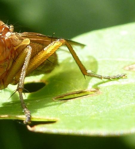 Tetanocera arrogans