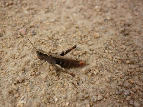Chorthippus sp.