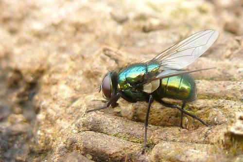 Réf. 93 618 : Neomyia viridescens