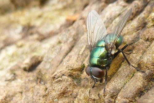 Réf. 93 619 : Neomyia viridescens