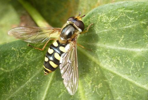 Réf. 93 815 : Eupeodes luniger