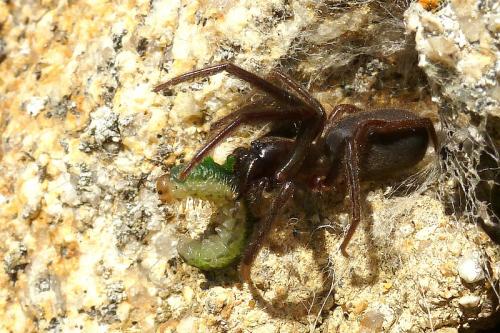 Segestria florentina