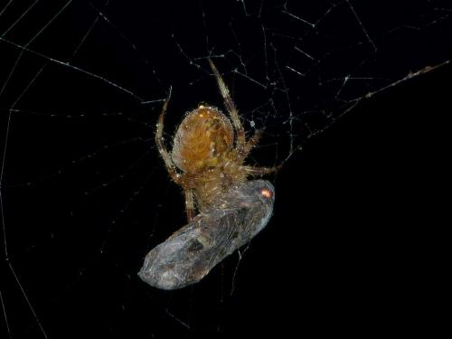 Araneus diadematus