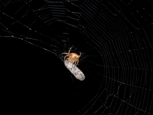 Araneus diadematus