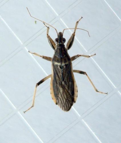 Himacerus major