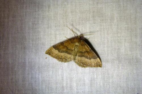 Réf. 93 021 : Larentia clavaria