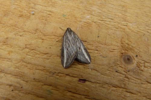 Chesias legatella