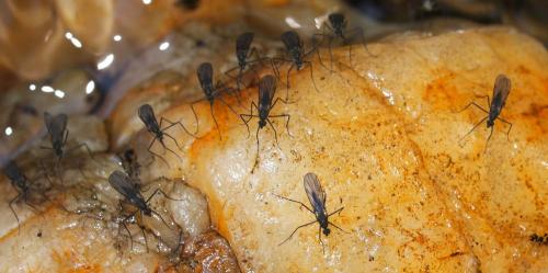 Réf. 93 493 : Clinocera sp.