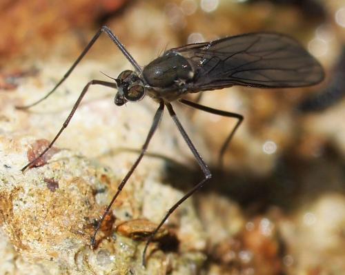 Clinocera sp.