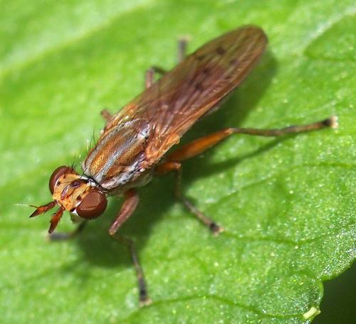 Hydromya dorsalis