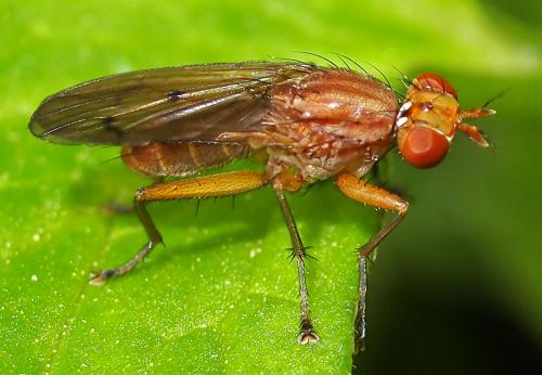 Tetanocera arrogans