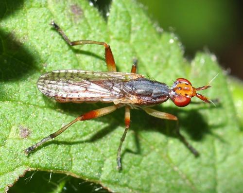 Réf. 93 257 : Dichetophora obliterata