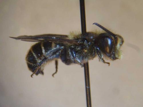 Réf. 93 655 : Hoplitis leucomelana