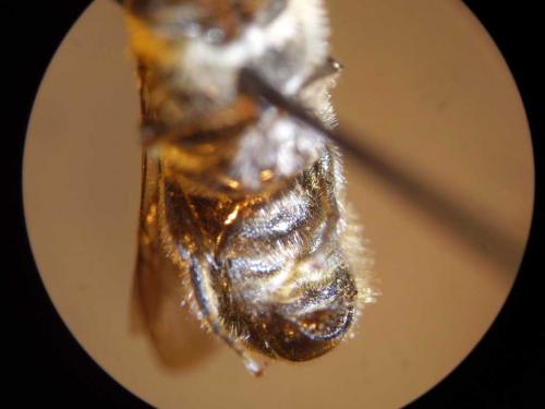 Hoplitis leucomelana
