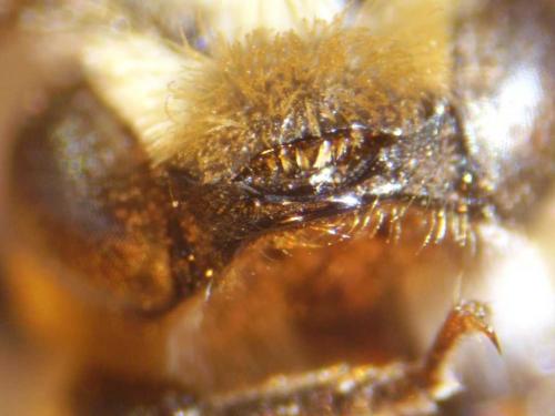Hoplitis leucomelana