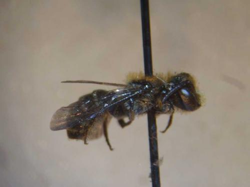 Réf. 93 793 : Hoplitis leucomelana