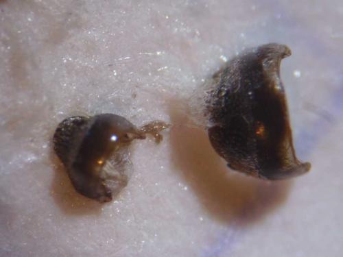 Hoplitis leucomelana