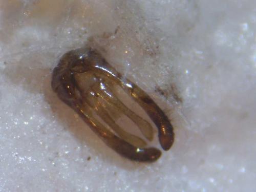 Réf. 93 867 : Hoplitis leucomelana