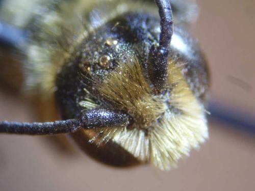 Réf. 93 895 : Hoplitis leucomelana