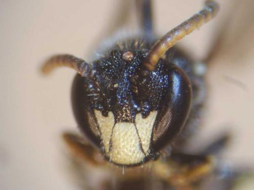 Hylaeus punctatus