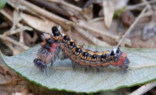 Réf. 93 219 : Acronicta tridens