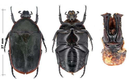Réf. 93 759 : Pachnoda marginata cerandi